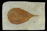 Unidentified Fossil Leaf - Glendive Montana #115310-1